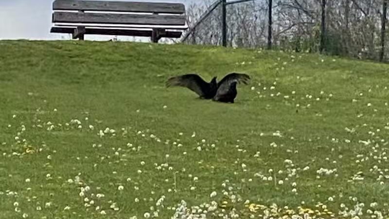 Just Before Sunset On The Trail - Waterford Township,