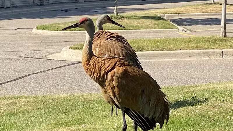 Lookout Lodge - Waterford Township,