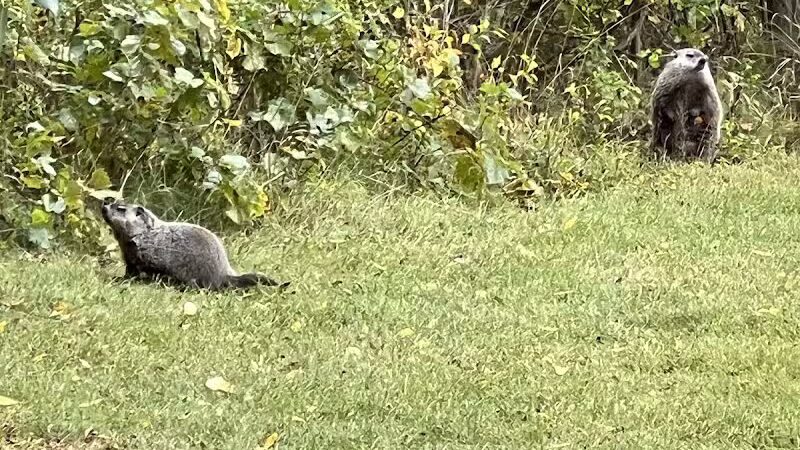 Lookout Lodge - Waterford Township,