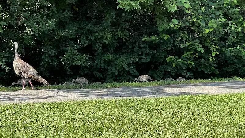 Lookout Lodge - Waterford Township,