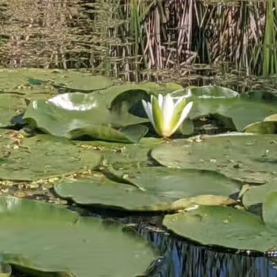 Maceday Lake Park - Waterford Township, MI