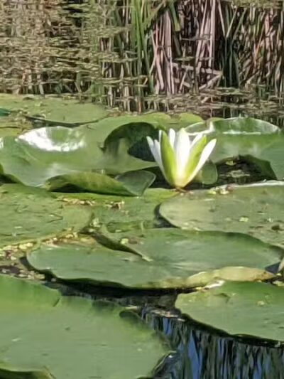 Maceday Lake Park - Waterford Township, MI