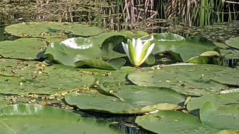 Maceday Lake Park - Waterford Township, MI
