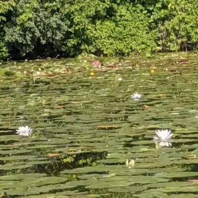 Maceday Lake Park - Waterford Township, MI