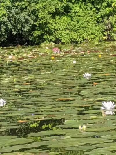 Maceday Lake Park - Waterford Township, MI