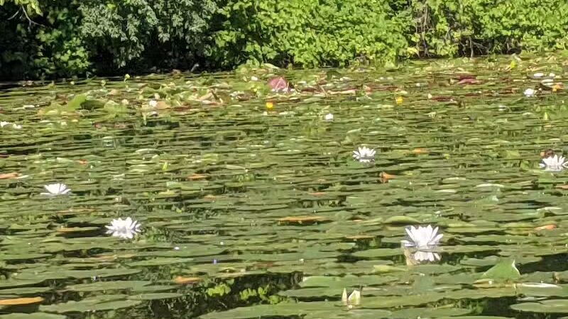 Maceday Lake Park - Waterford Township, MI