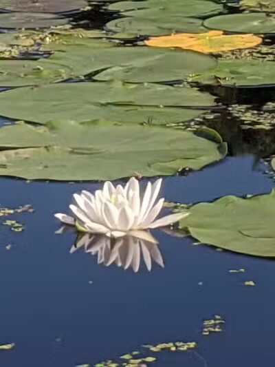 Maceday Lake Park - Waterford Township, MI