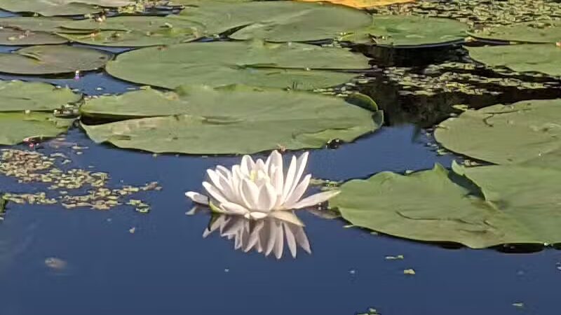 Maceday Lake Park - Waterford Township, MI