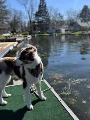 Soggy Doggie - Waterford Township,