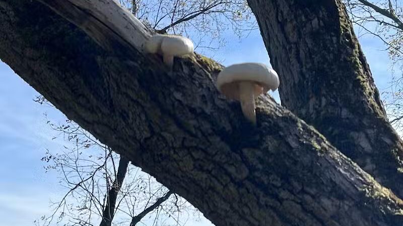 Paradise Peninsula - Waterford Township,