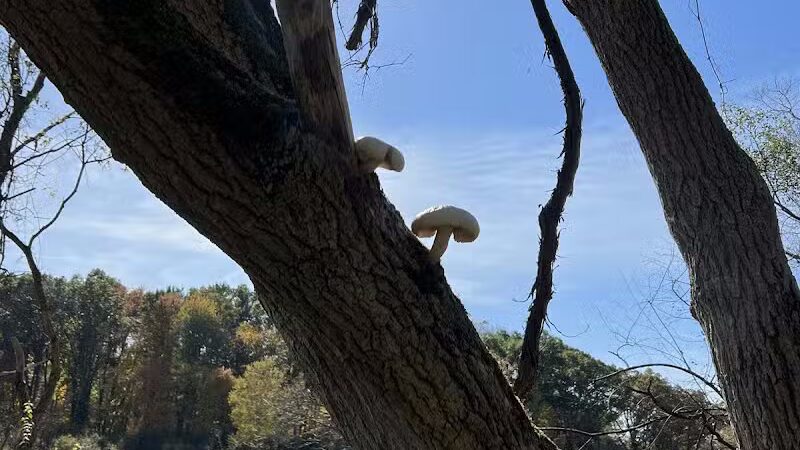 Paradise Peninsula - Waterford Township,