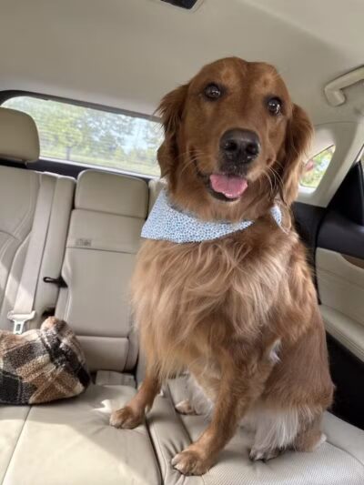 Soggy Doggie - Waterford Township,