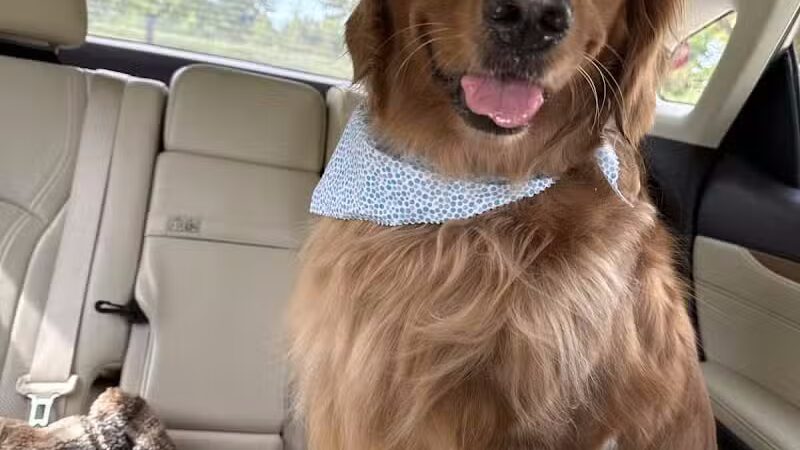 Soggy Doggie - Waterford Township,