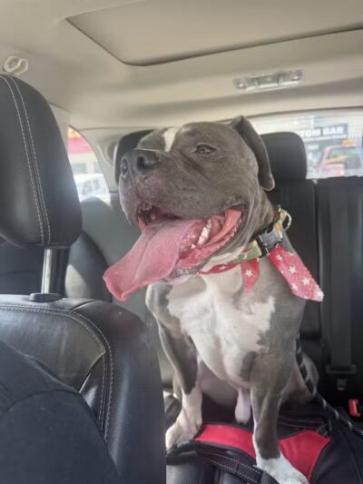 Soggy Doggie - Waterford Township,