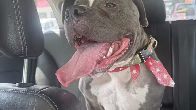 Soggy Doggie - Waterford Township,