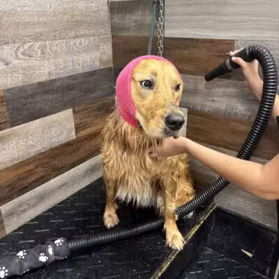 Soggy Doggie - Waterford Township,
