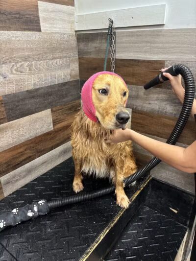 Soggy Doggie - Waterford Township,