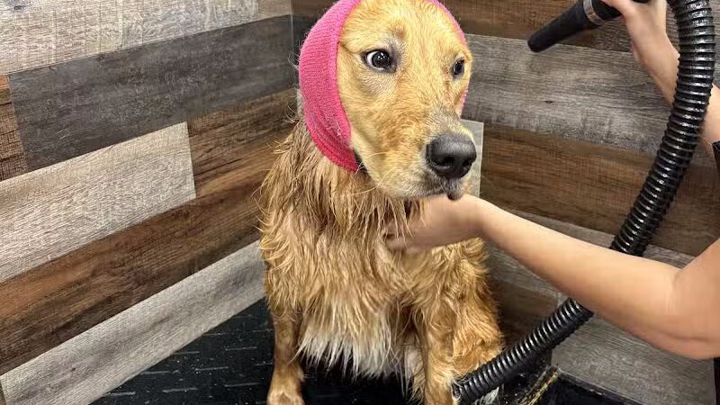 Soggy Doggie - Waterford Township,