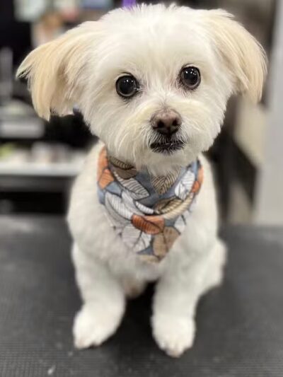 Soggy Doggie - Waterford Township,