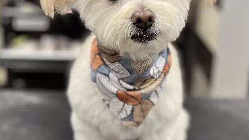 Soggy Doggie - Waterford Township,