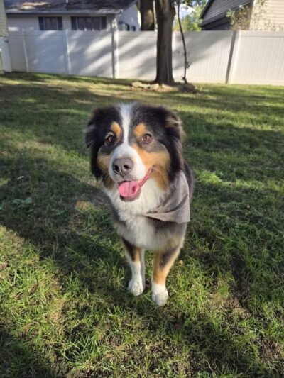 Soggy Doggie - Waterford Township,