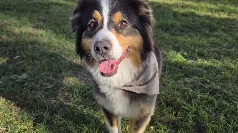 Soggy Doggie - Waterford Township,