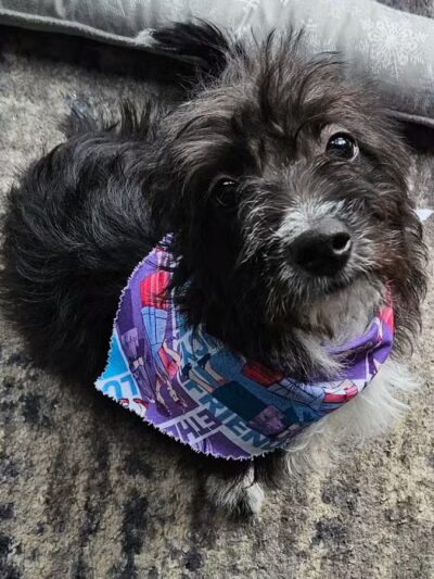 Soggy Doggie - Waterford Township,