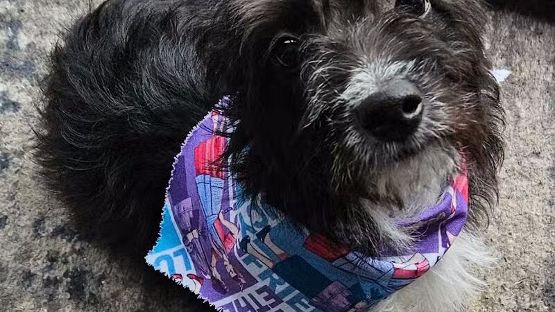 Soggy Doggie - Waterford Township,