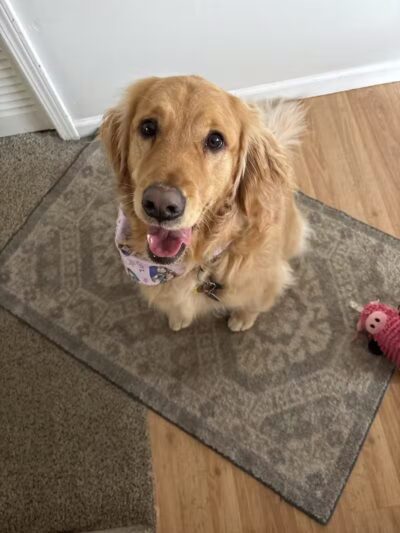 Soggy Doggie - Waterford Township,