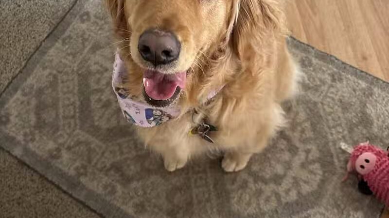 Soggy Doggie - Waterford Township,