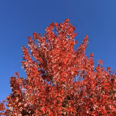 Waterford Oaks County Park - Waterford Township, MI
