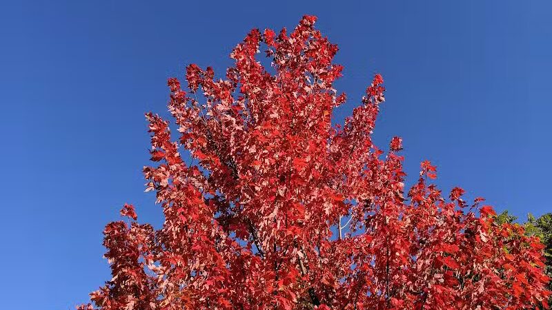 Waterford Oaks County Park - Waterford Township, MI