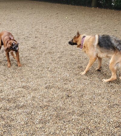 Filippello Dog Park - Watertown, MA