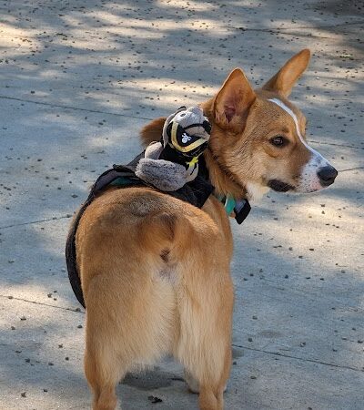 Filippello Dog Park - Watertown, MA