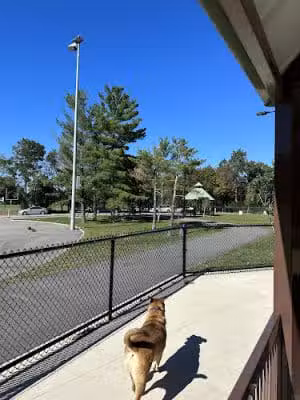 Filippello Dog Park - Watertown, MA