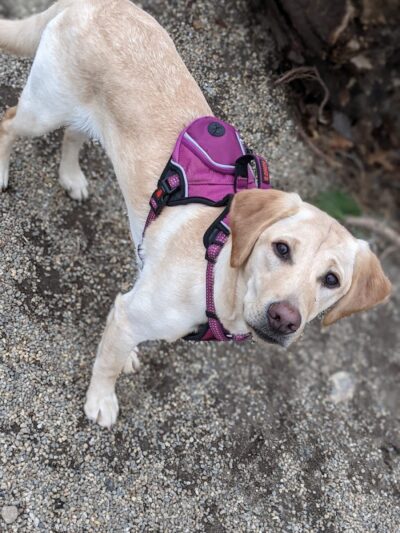 Filippello Dog Park - Watertown, MA