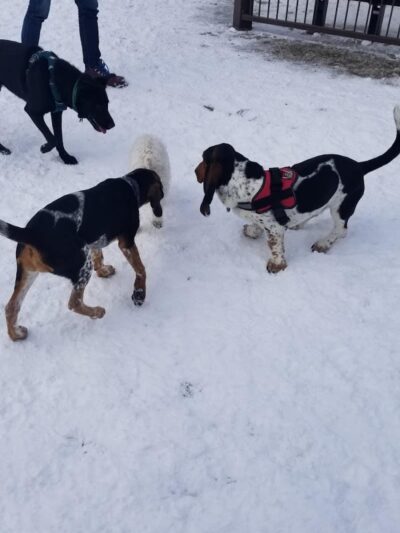 Filippello Dog Park - Watertown, MA