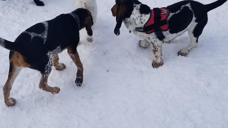 Filippello Dog Park - Watertown, MA