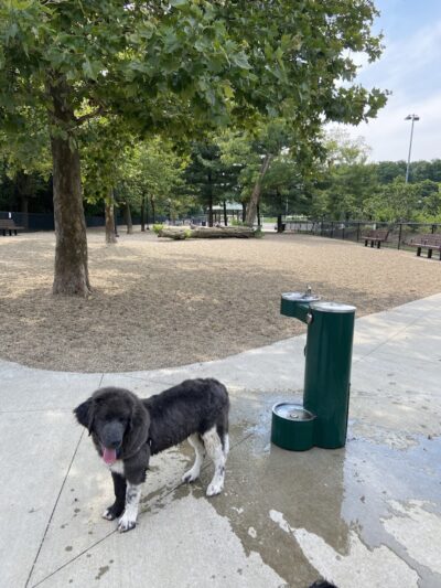 Filippello Dog Park - Watertown, MA