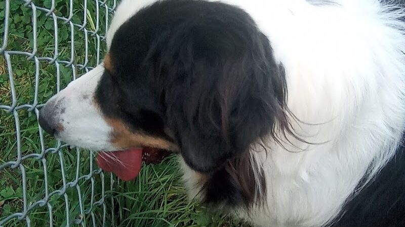 Watertown Dog Park - Watertown, MN