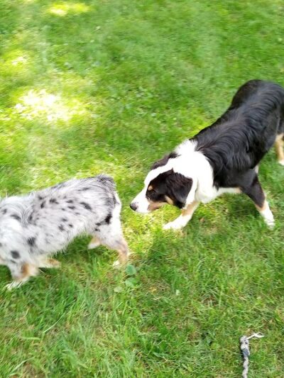 Watertown Dog Park - Watertown, MN