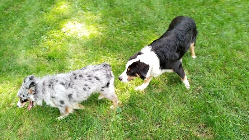 Watertown Dog Park - Watertown, MN