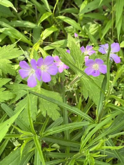 Berrien County Park - Watervliet,