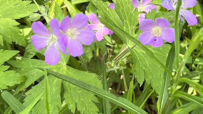 Berrien County Park - Watervliet,