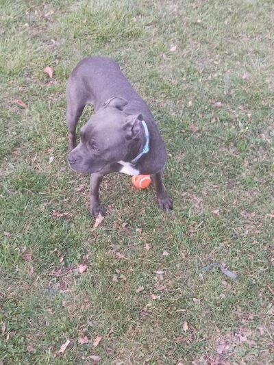 Hays Park - Watervliet,