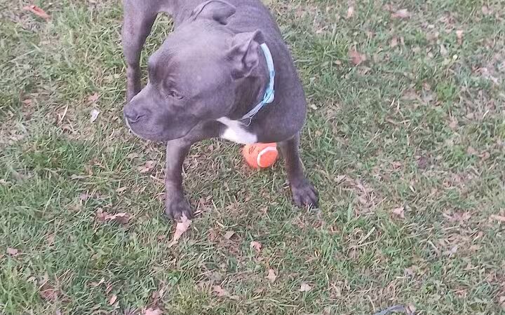 Hays Park - Watervliet,