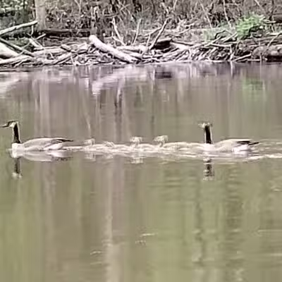 Paw Paw River Campgrounds - Watervliet,