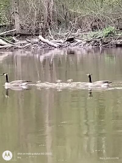 Paw Paw River Campgrounds - Watervliet,