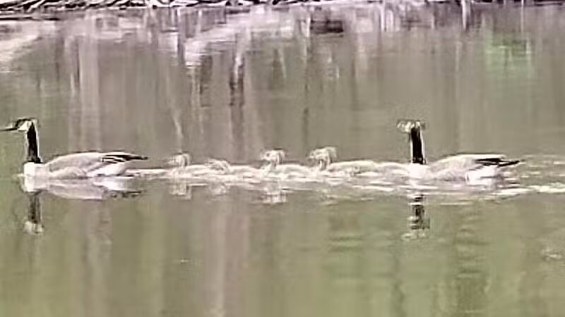 Paw Paw River Campgrounds - Watervliet,