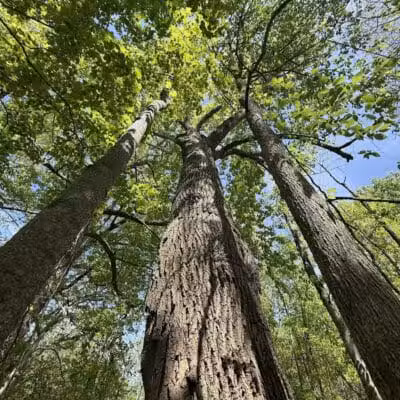 Paw Paw River County Park - Watervliet,